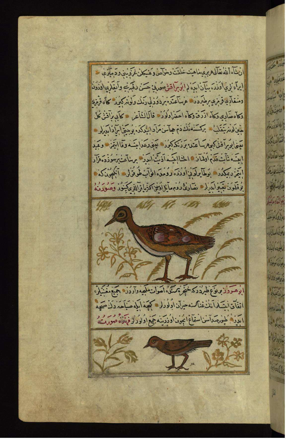 Ottoman illuminated and illustrated Turkish version of 'Aja'ib al-makhluqat, Turkey